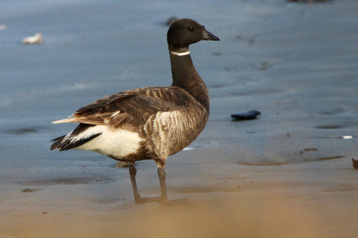 Barnacla Carinegra - ML639047935