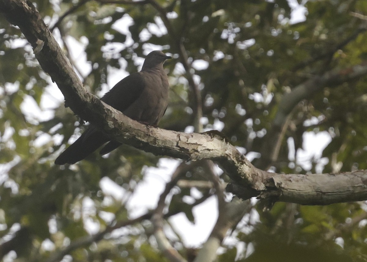 Plumbeous Pigeon - ML639047986