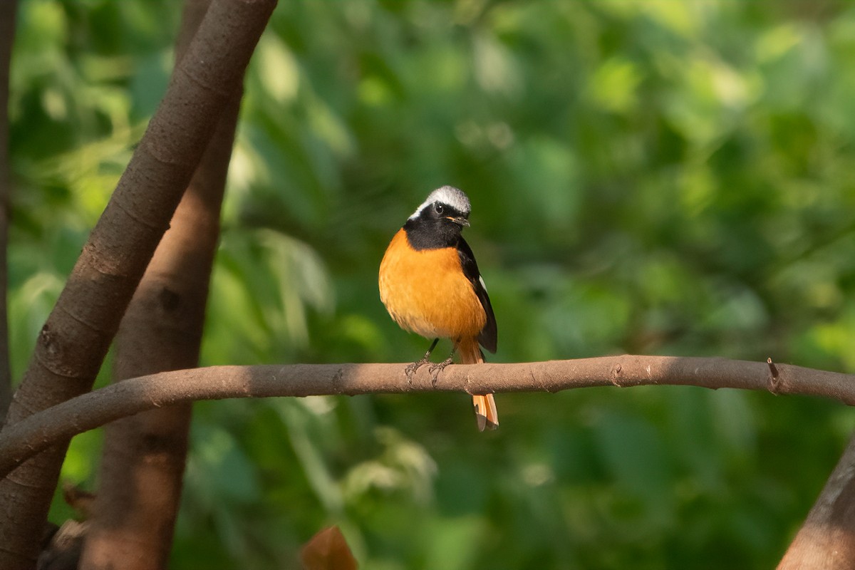 Daurian Redstart - ML639047992