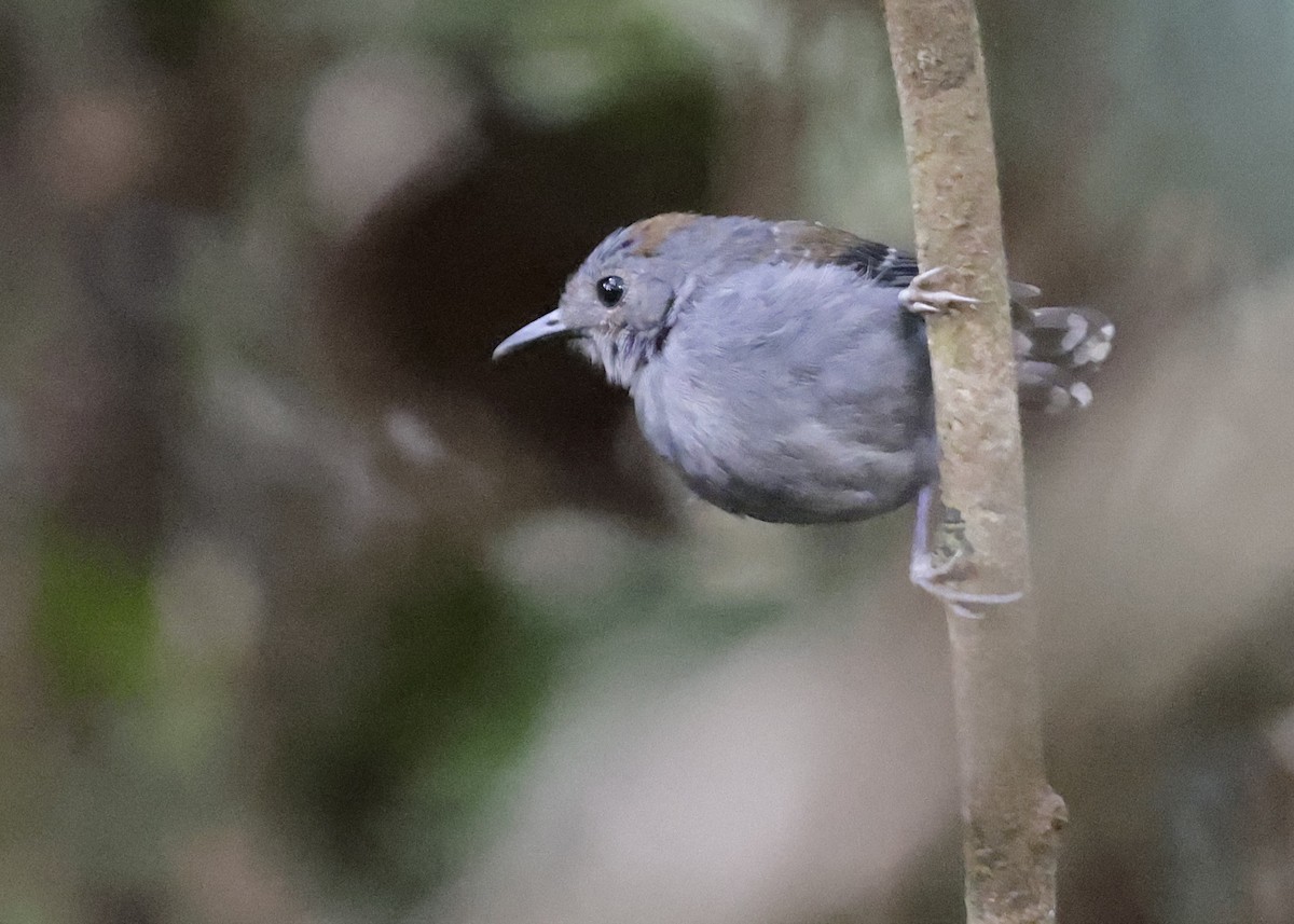 Common Scale-backed Antbird - ML639048021