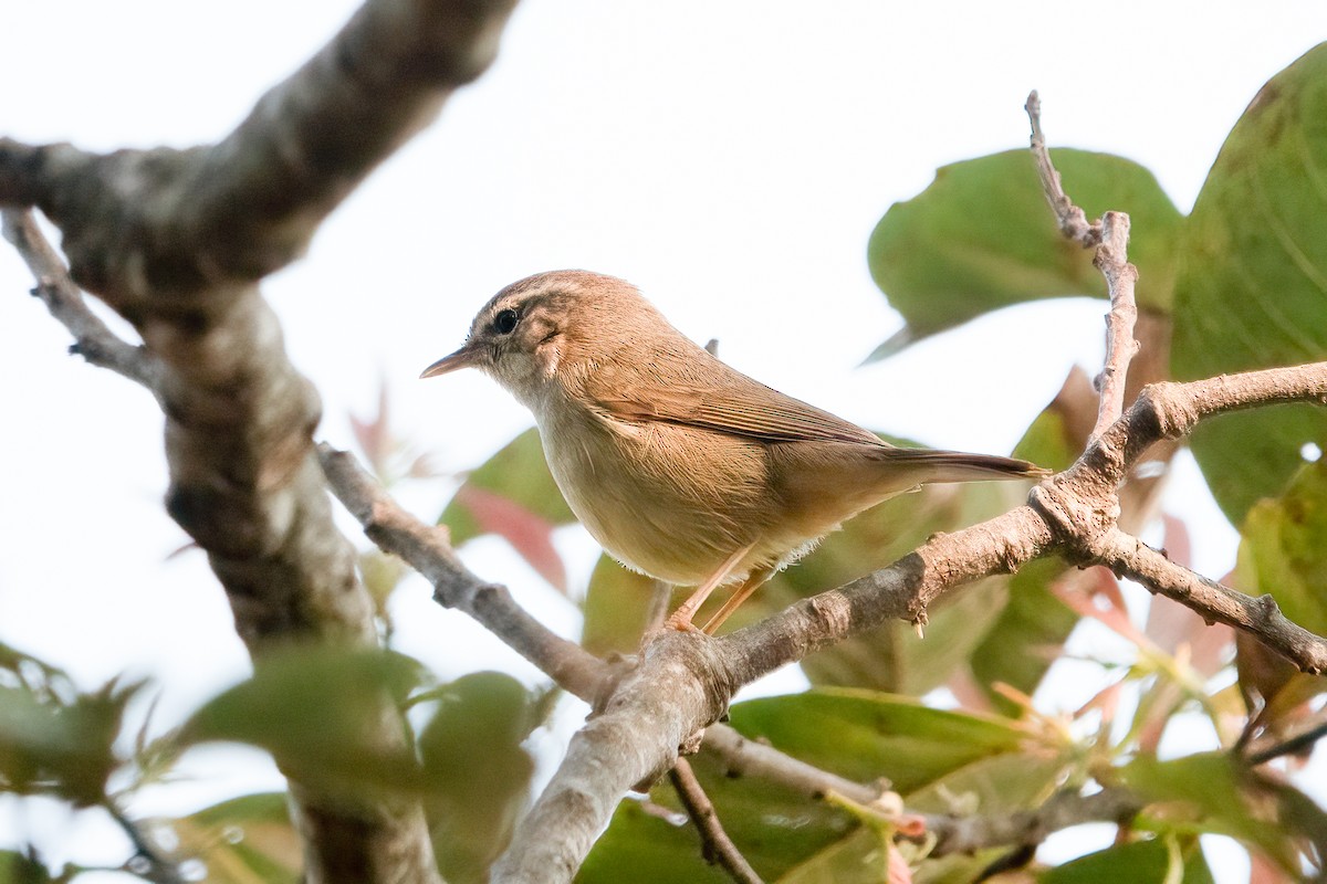 Yellow-streaked Warbler - ML639048025