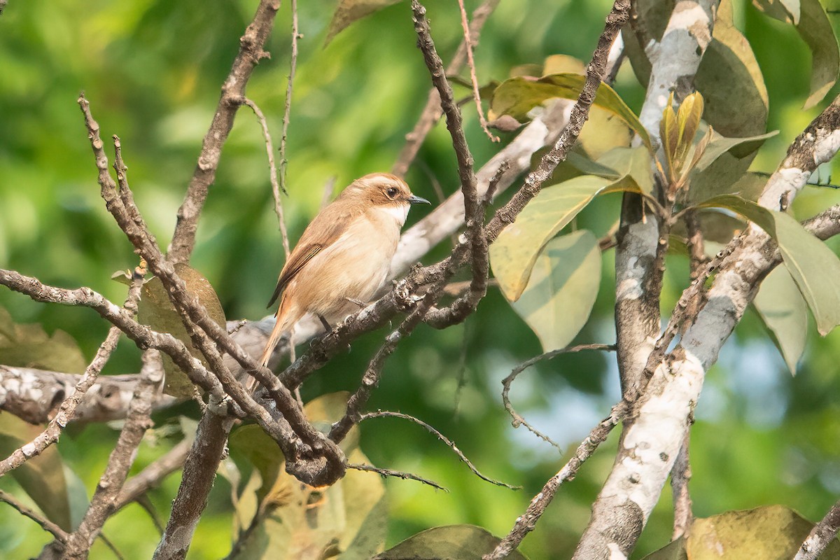 Yellow-streaked Warbler - ML639048026