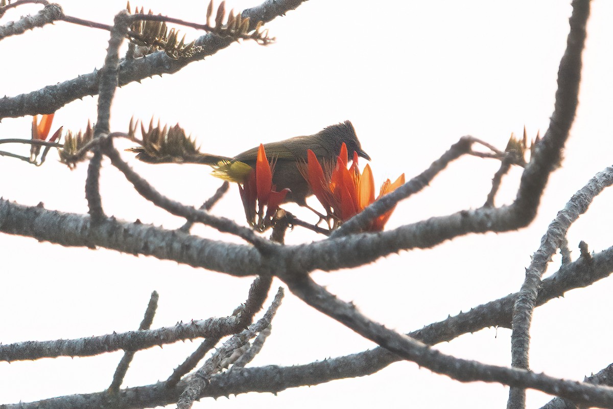 Flavescent Bulbul - ML639048117