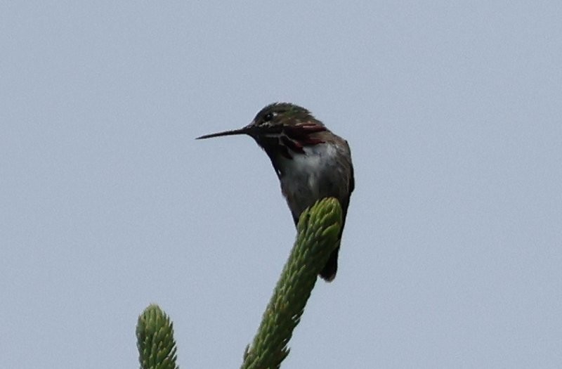 Calliope Hummingbird - ML639048150
