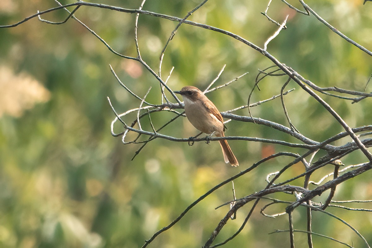 Gray Bushchat - ML639048193