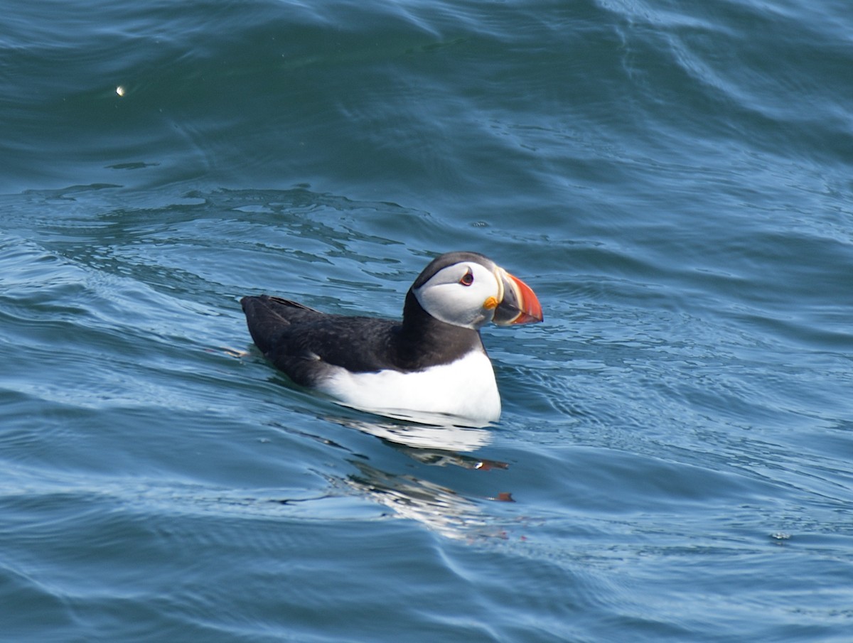 Atlantic Puffin - ML639048207