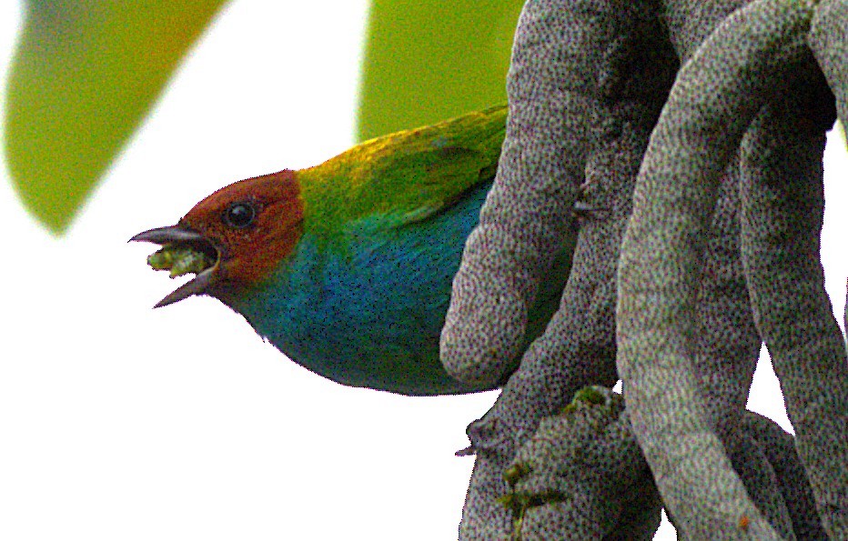 Bay-headed Tanager - ML639048208