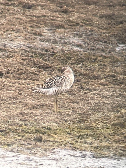 Stilt Sandpiper - ML639048212