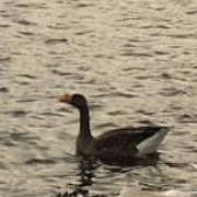 Graylag Goose - ML639048216