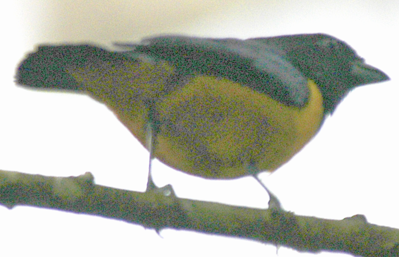 White-vented Euphonia - ML639048227