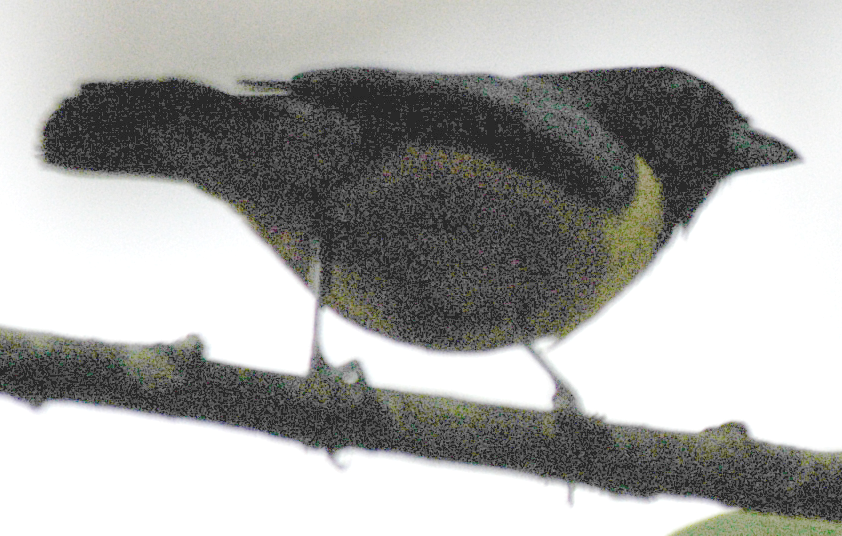 White-vented Euphonia - ML639048228