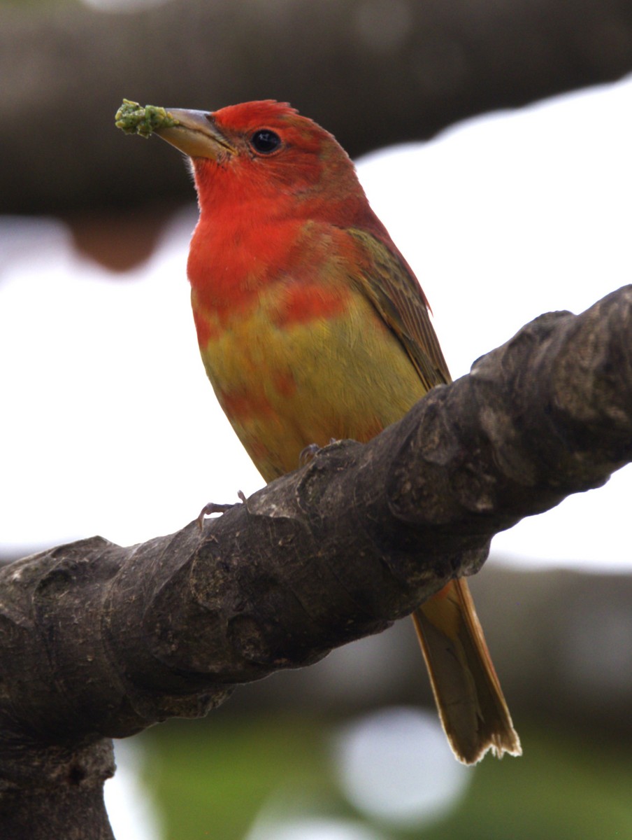 Summer Tanager - ML639048340