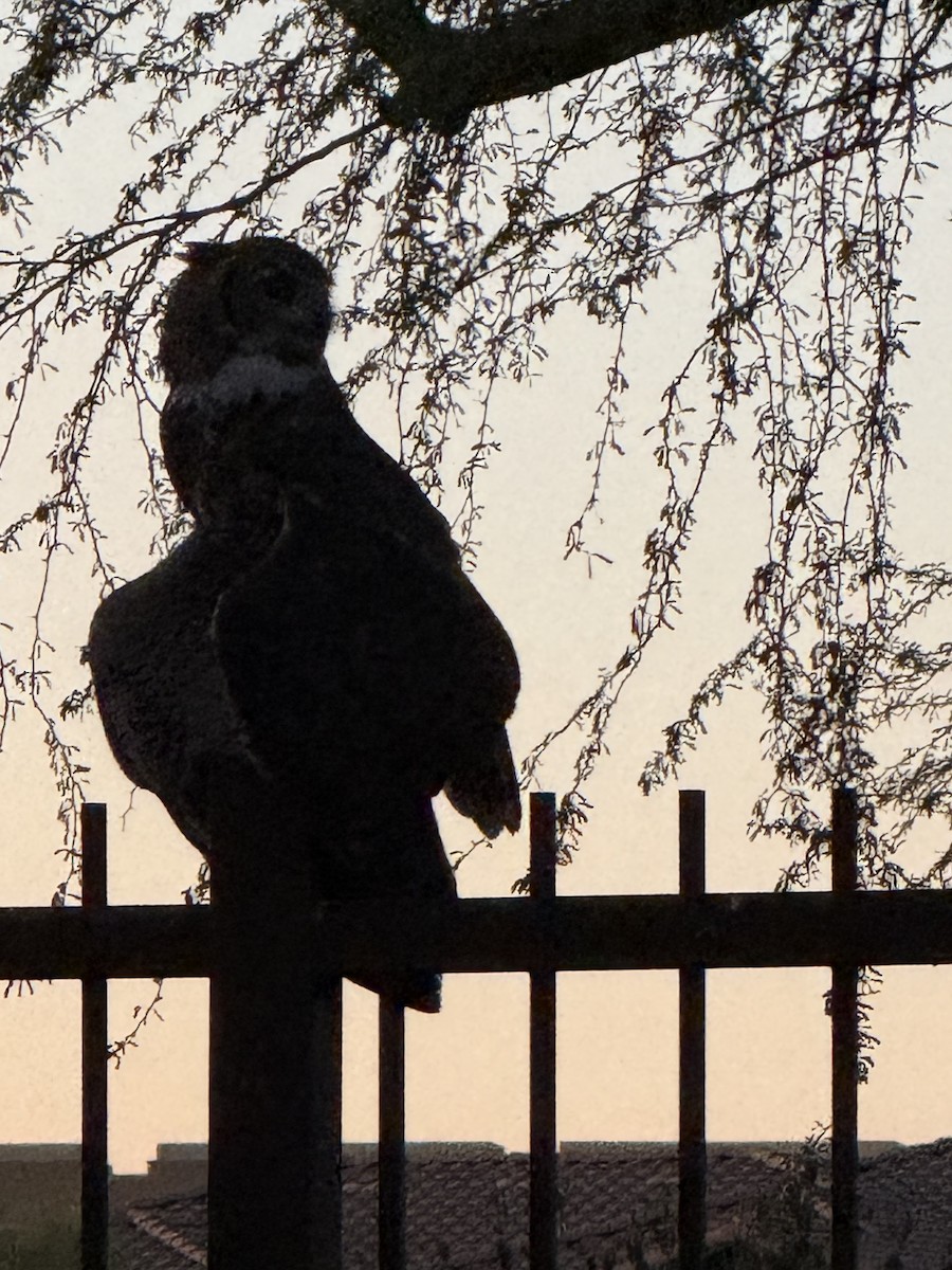 Great Horned Owl - ML639048366