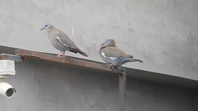 West Peruvian Dove - ML639048409