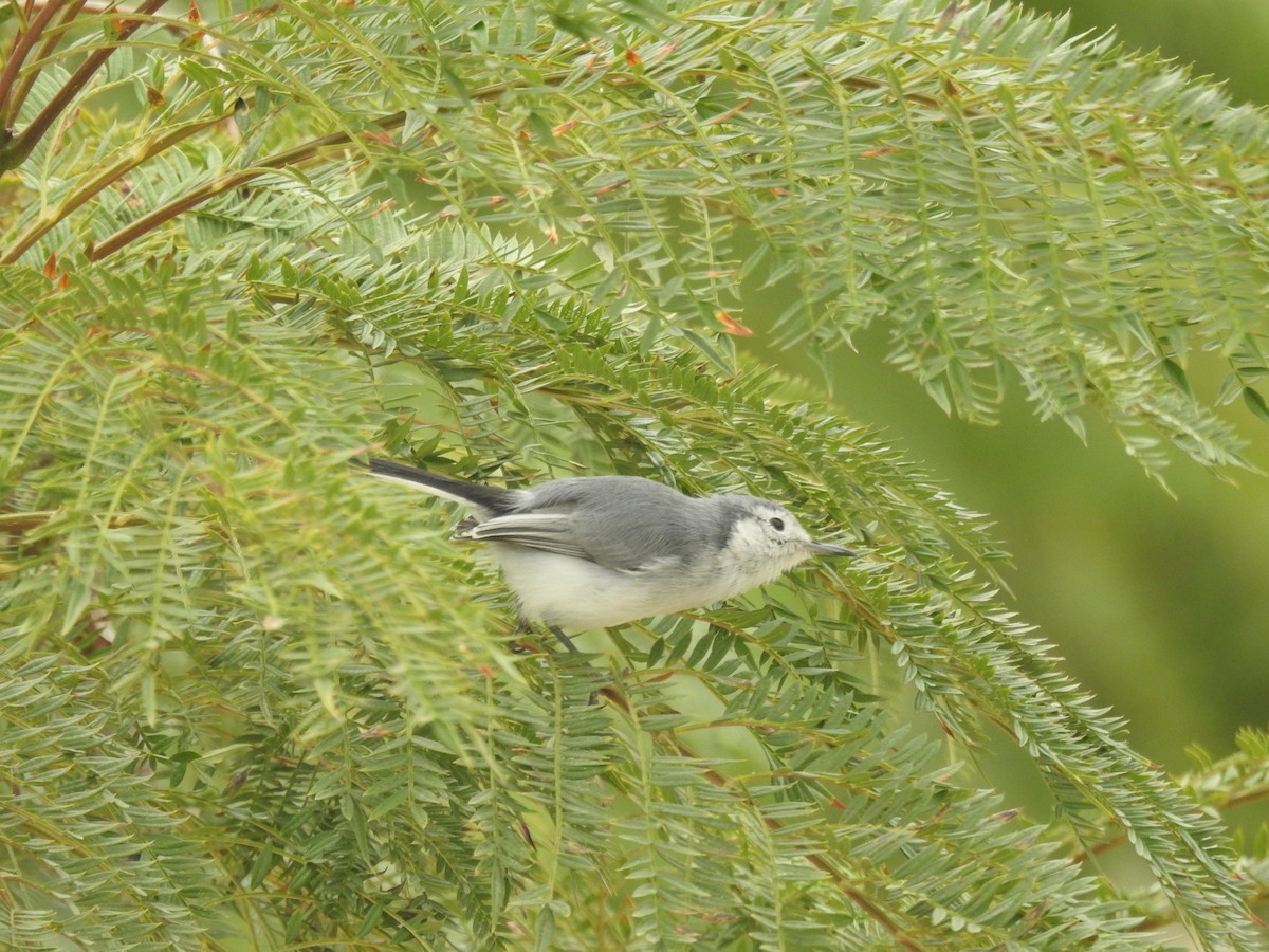 White-browed Gnatcatcher - ML639048438