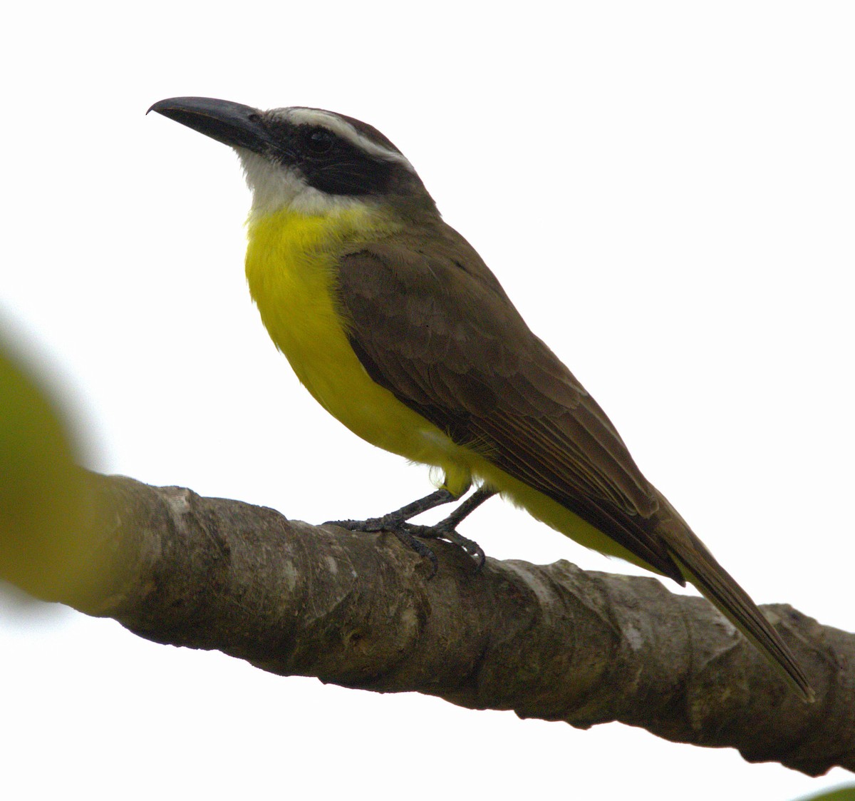 Boat-billed Flycatcher - ML639048450
