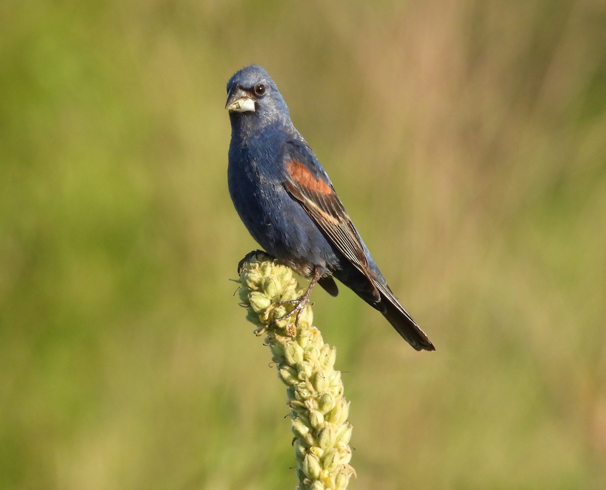 Blue Grosbeak - ML639048453
