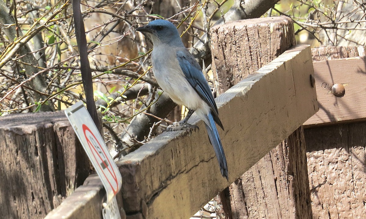 Mexican Jay (Arizona) - ML639048454