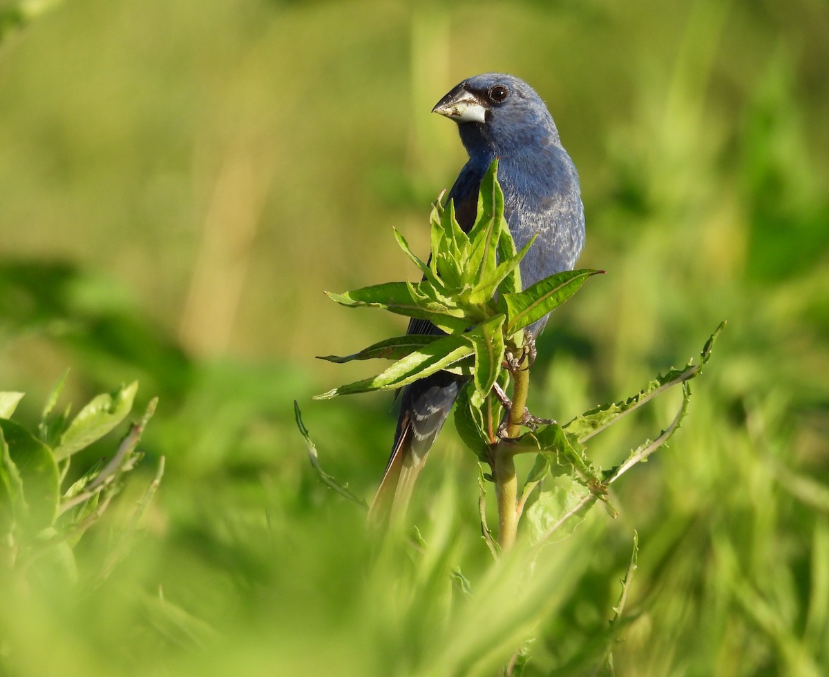 Blue Grosbeak - ML639048458
