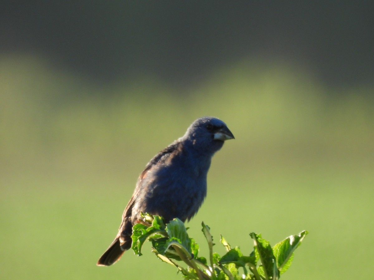 Blue Grosbeak - ML639048463