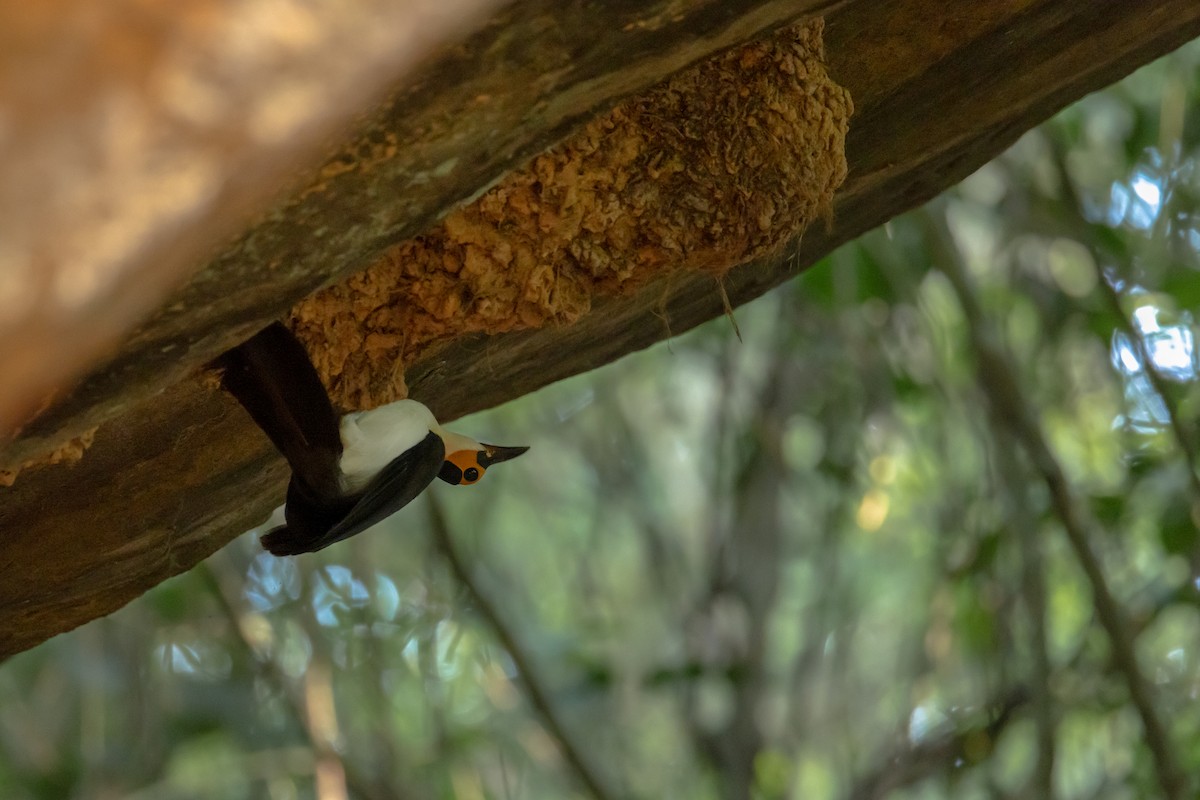 White-necked Rockfowl - ML639048509