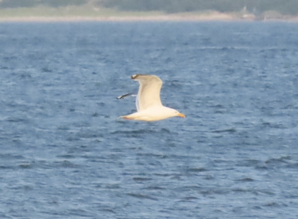 Kanadamöwe - ML639048575