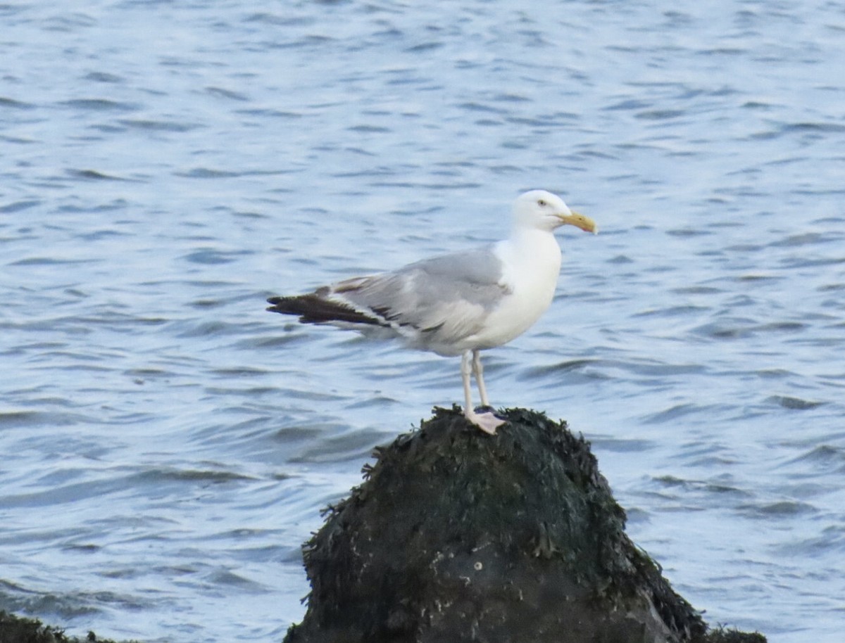 Kanadamöwe - ML639048586