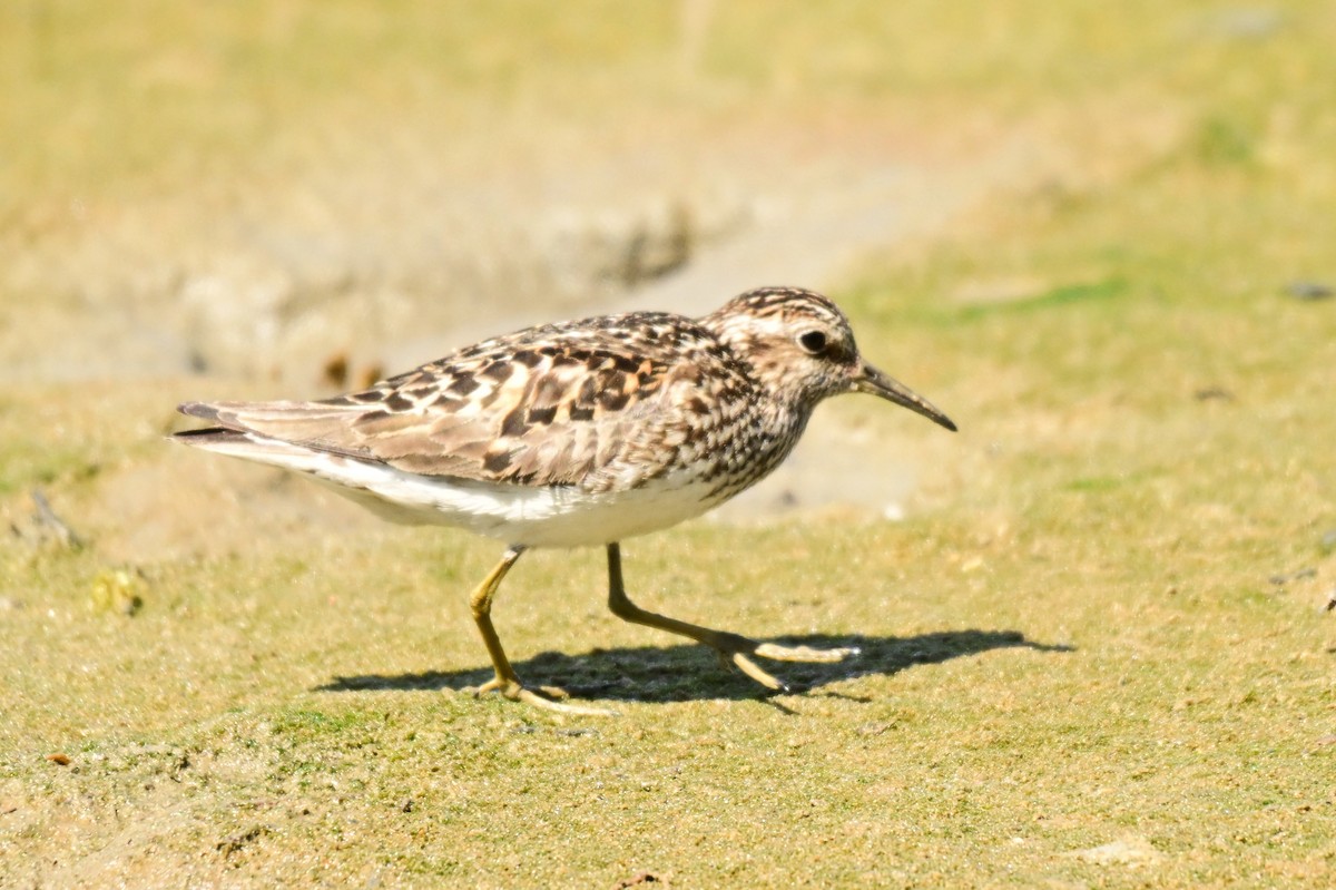 Least Sandpiper - ML639048614