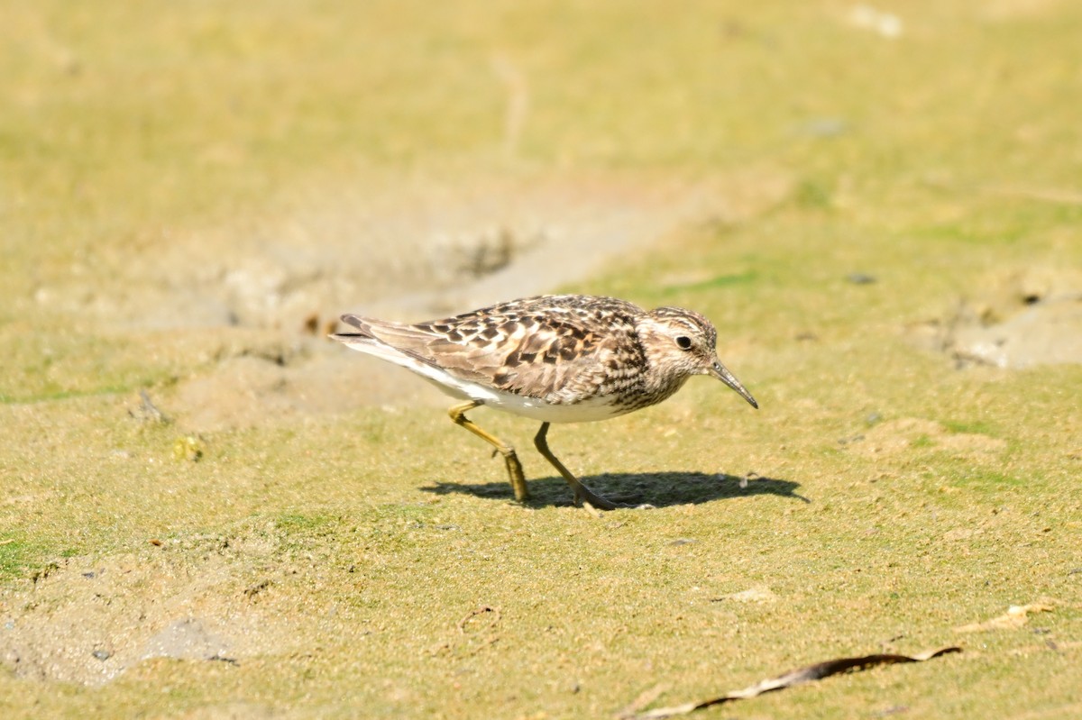 Least Sandpiper - ML639048618