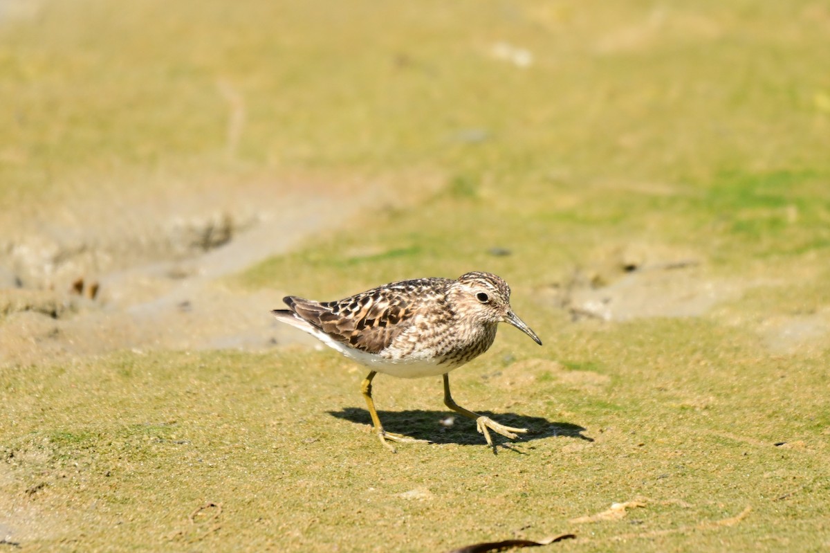 Least Sandpiper - ML639048619