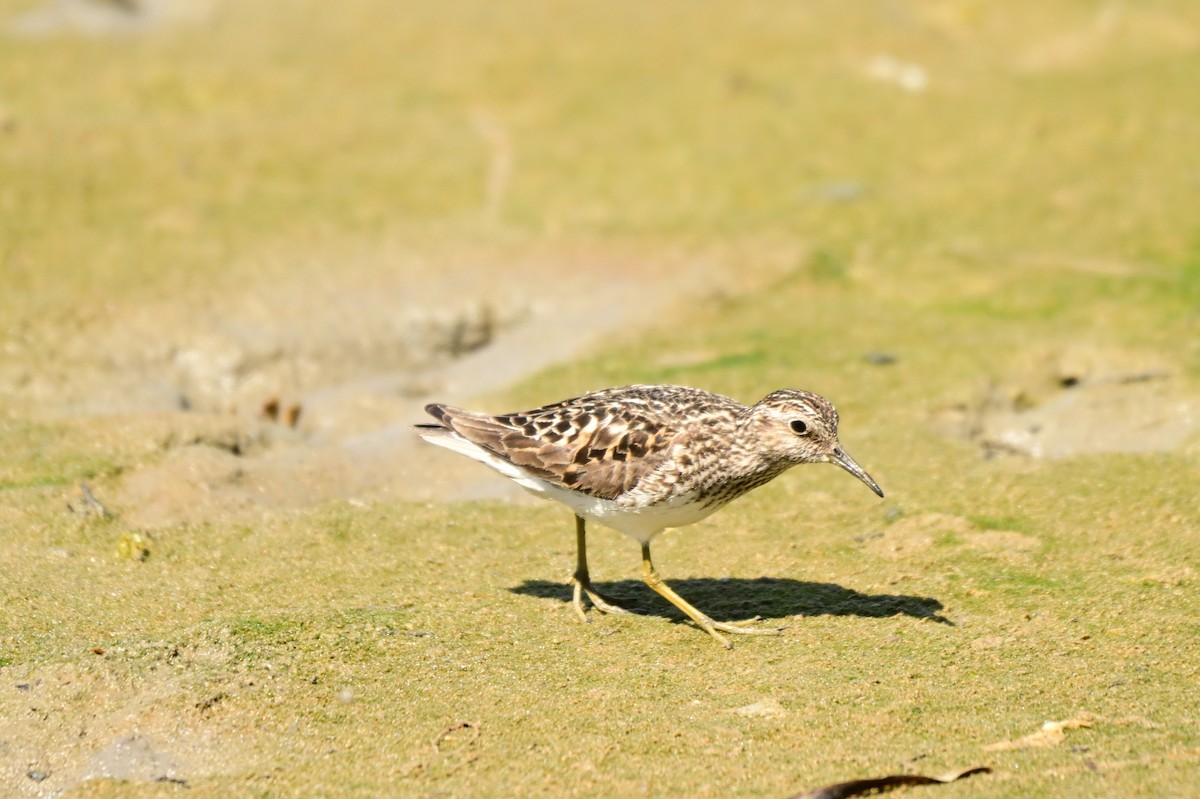 Least Sandpiper - ML639048620