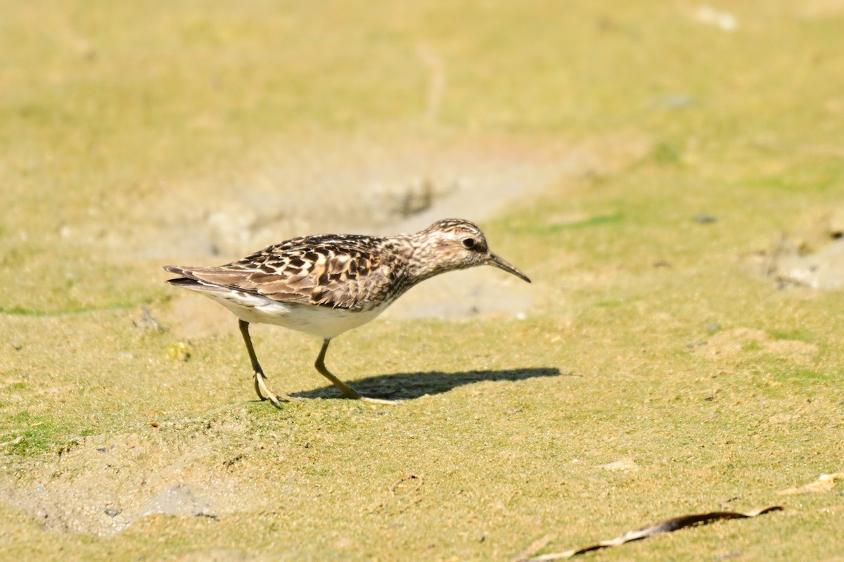 Least Sandpiper - ML639048623