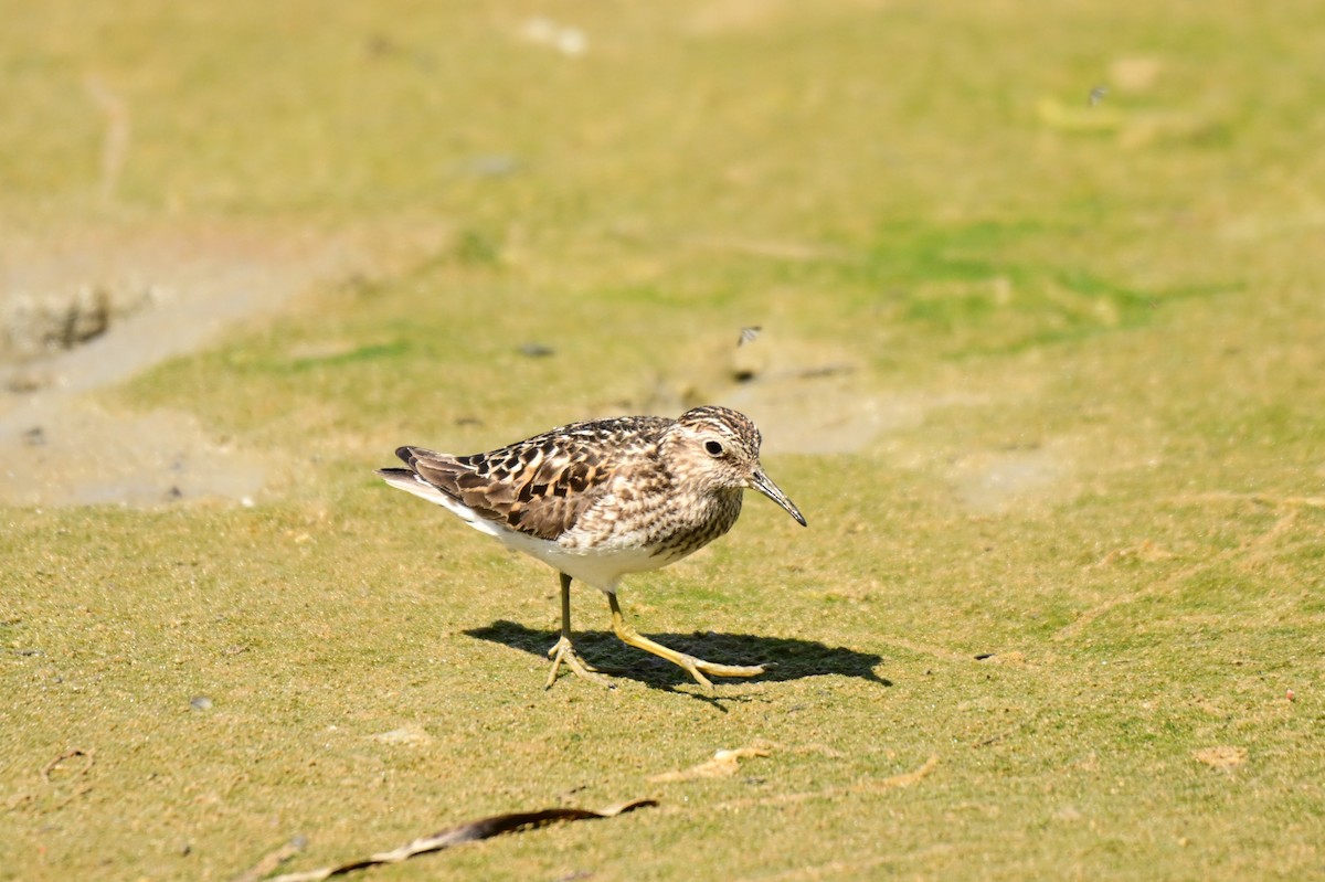 Least Sandpiper - ML639048624