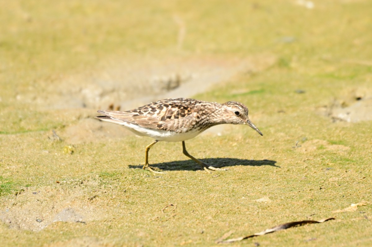 Least Sandpiper - ML639048625