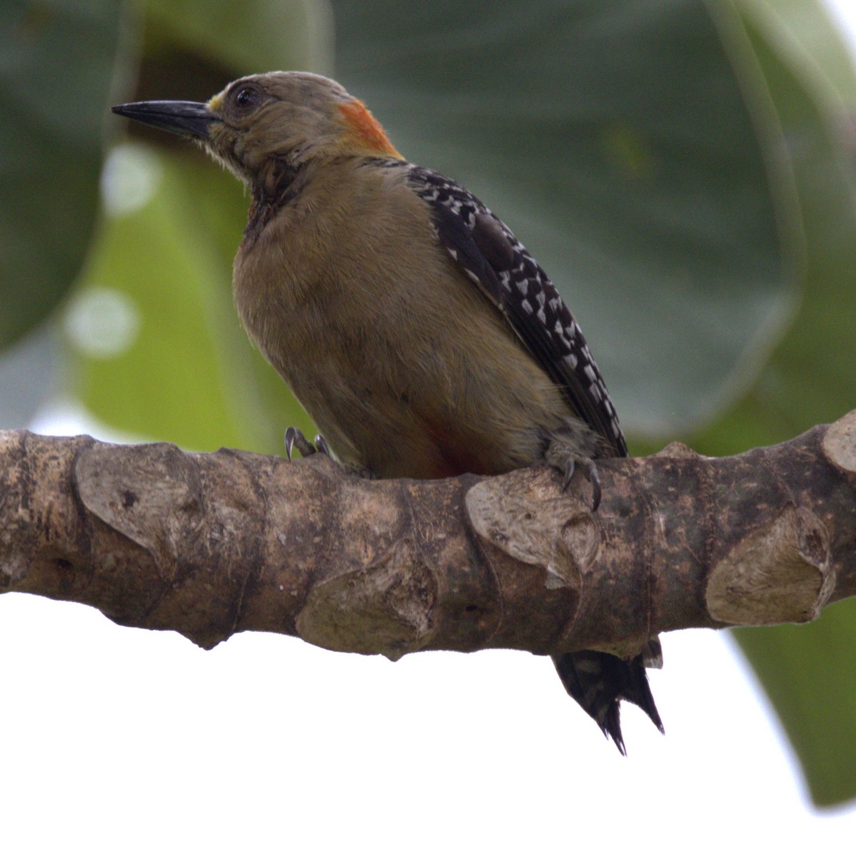 Red-crowned Woodpecker - ML639048630