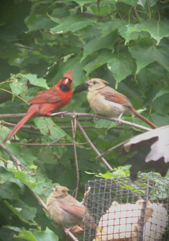 ショウジョウコウカンチョウ - ML639048690