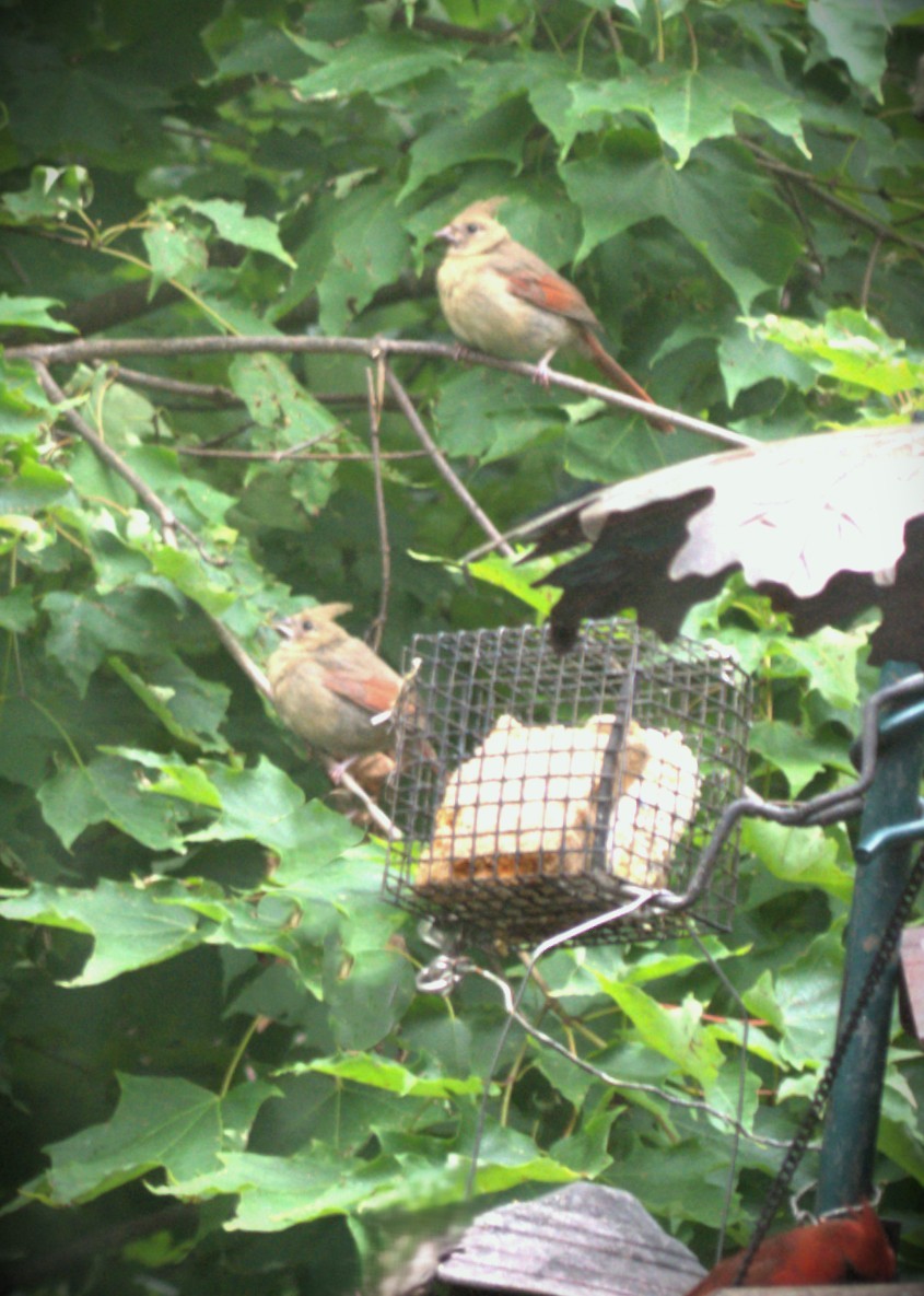 ショウジョウコウカンチョウ - ML639048691