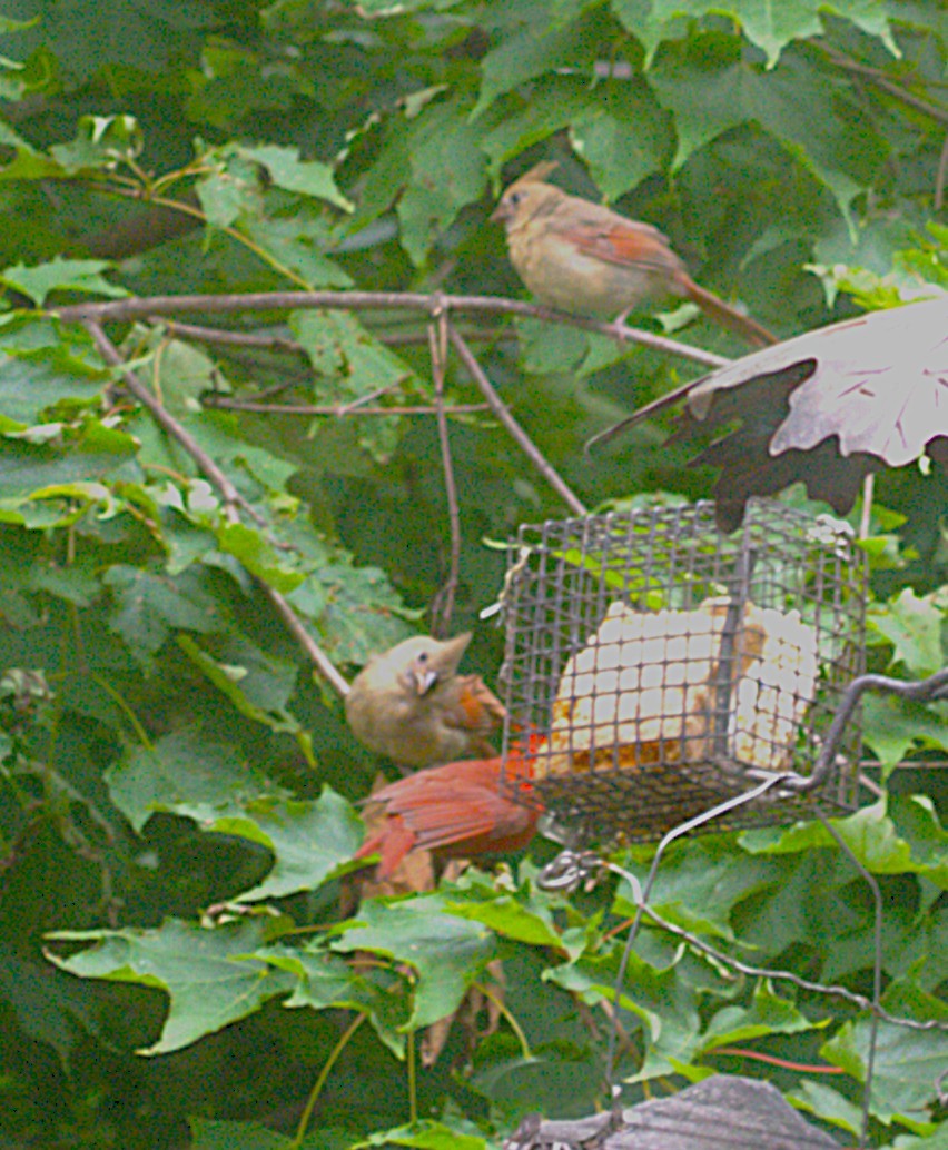 ショウジョウコウカンチョウ - ML639048692