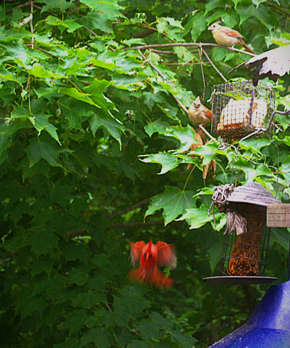 ショウジョウコウカンチョウ - ML639048695