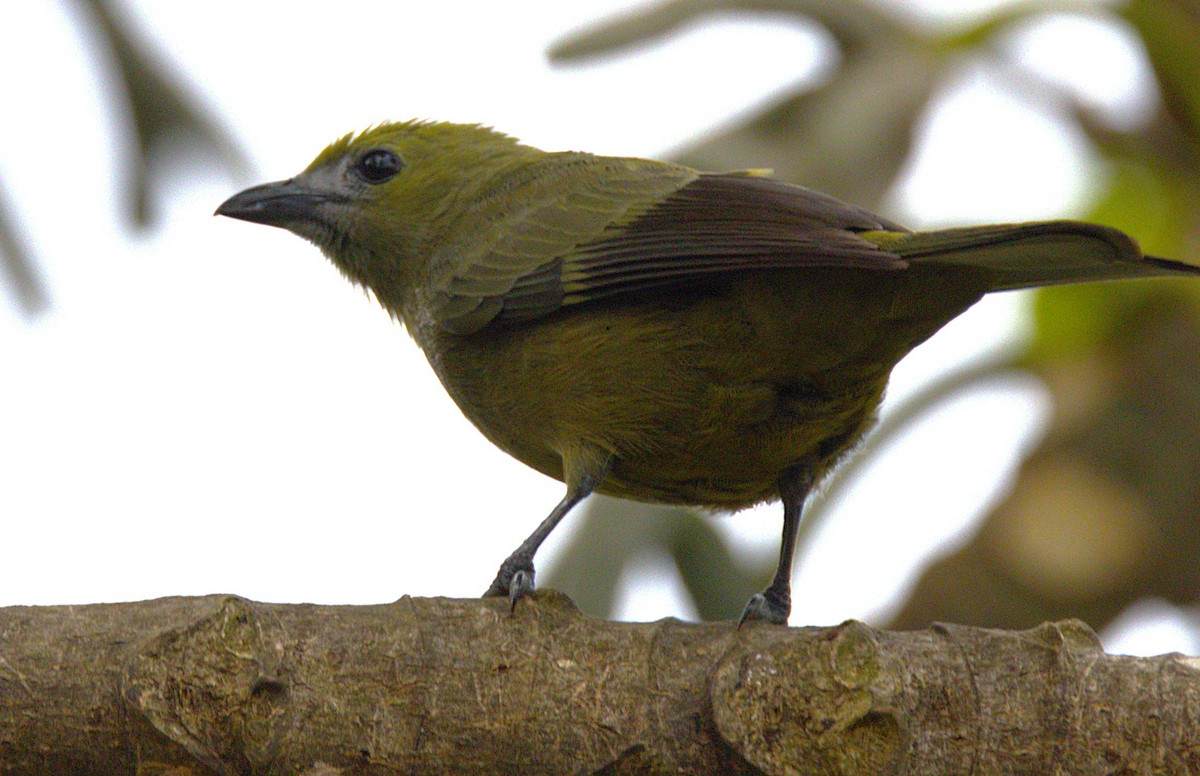 Palm Tanager - ML639048773
