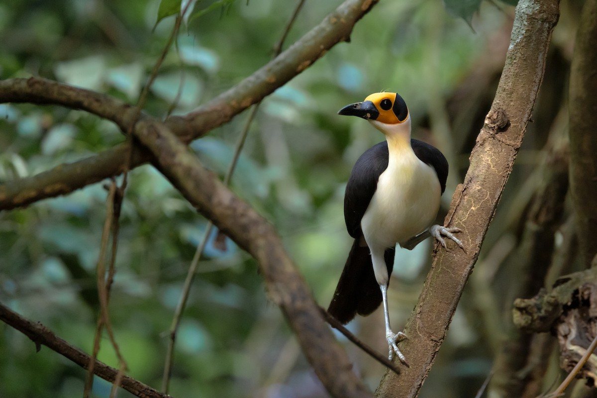 White-necked Rockfowl - ML639048780