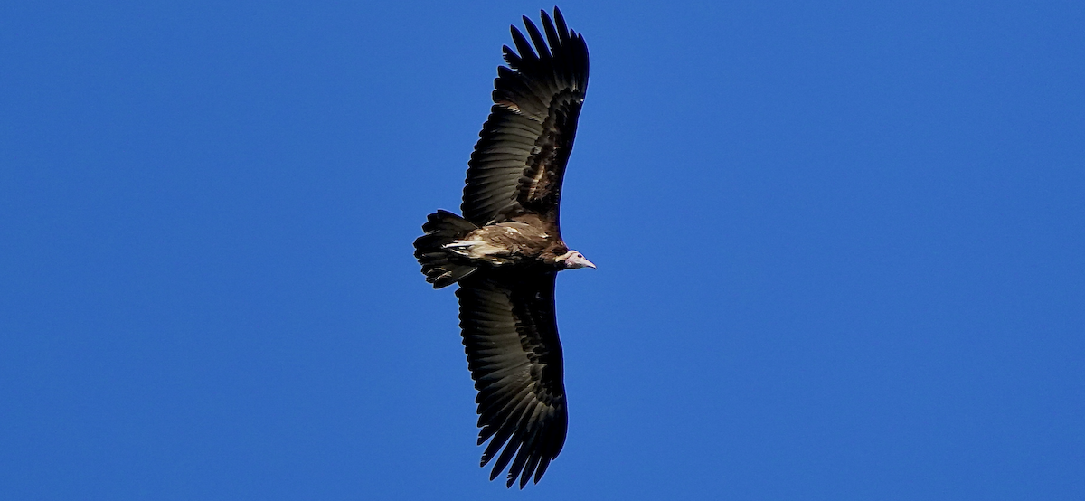 Hooded Vulture - ML639048809