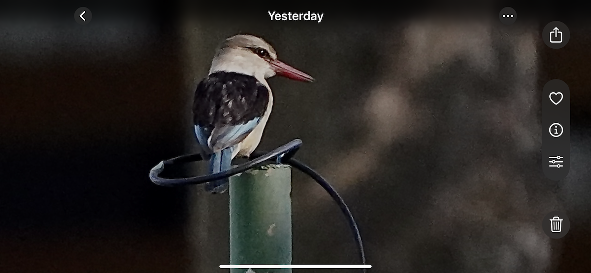 Brown-hooded Kingfisher - ML639048812