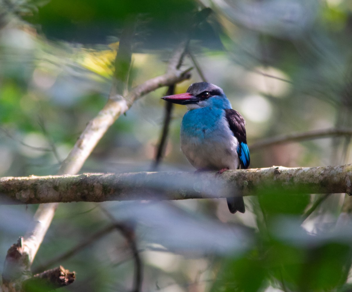 Blue-breasted Kingfisher - ML639048820