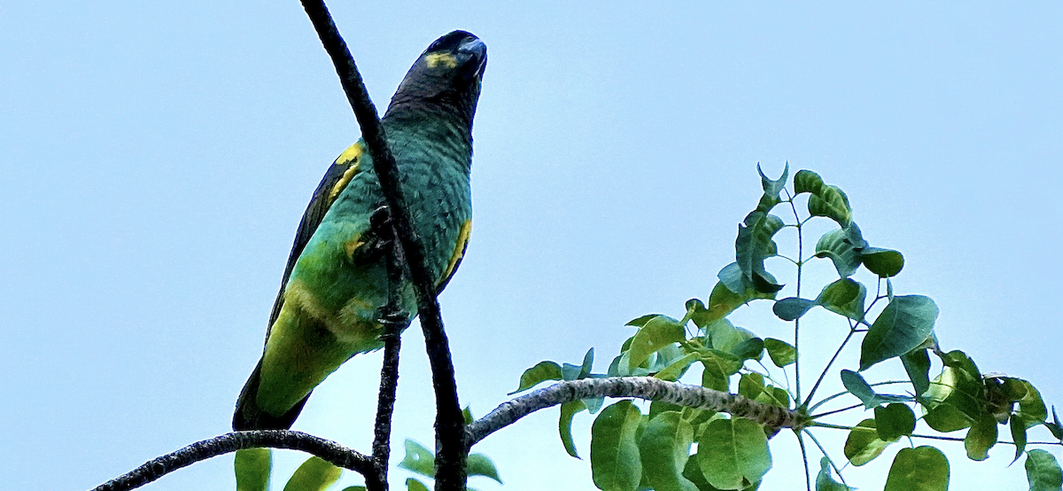 Meyer's Parrot - ML639048821