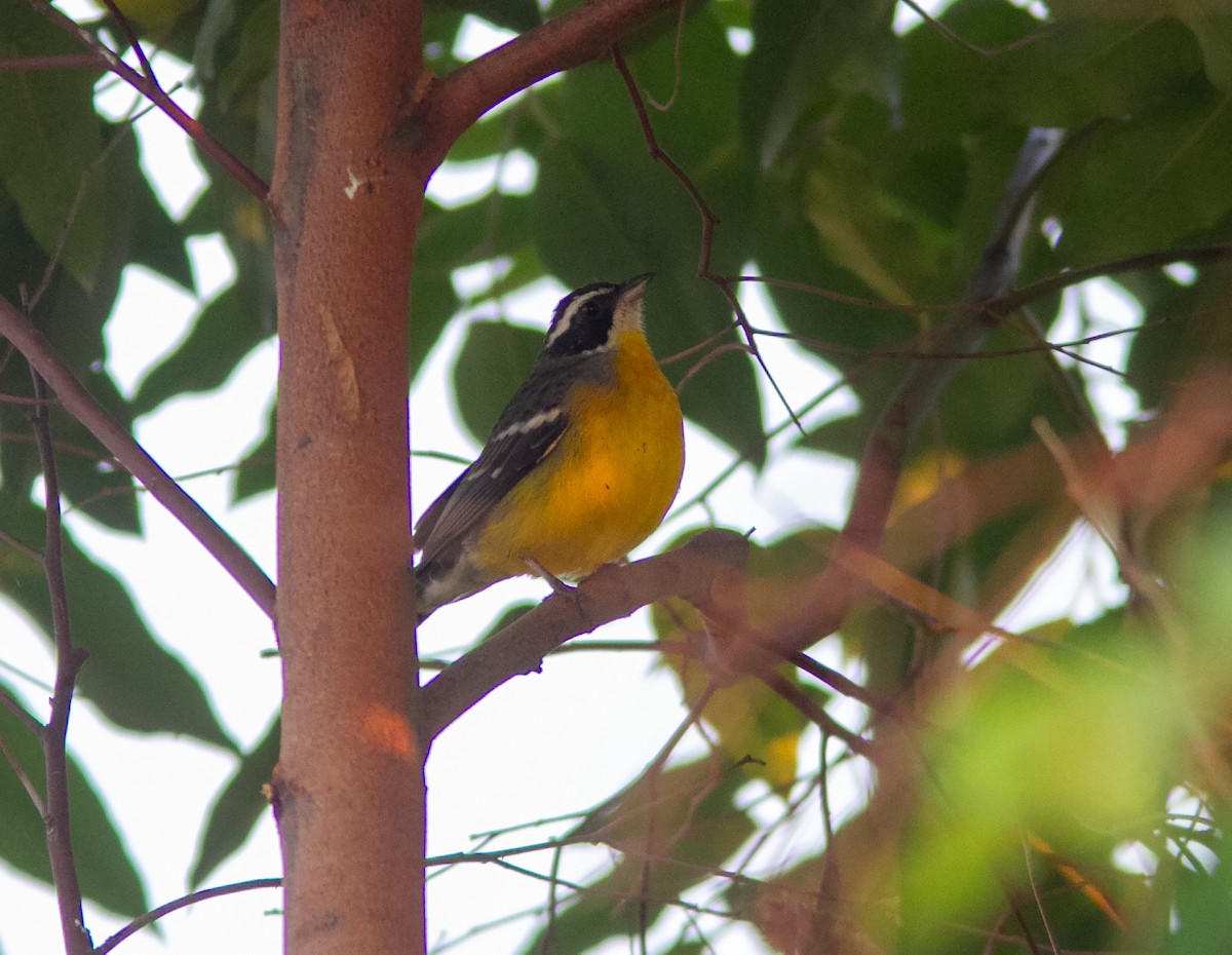 Cabanis's Bunting (Cabanis's) - ML639048859