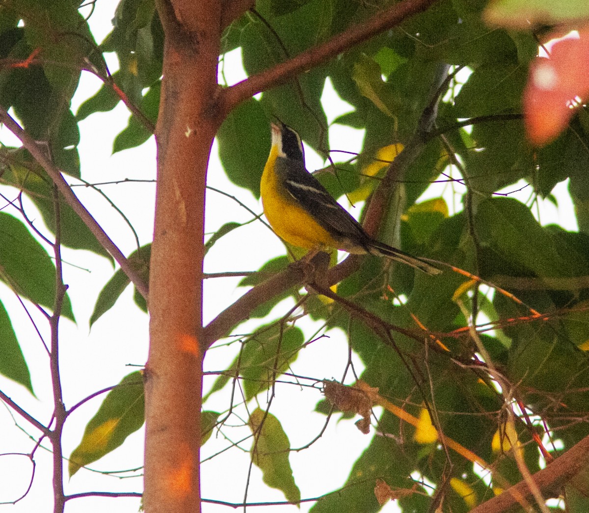 Cabanis's Bunting (Cabanis's) - ML639048860