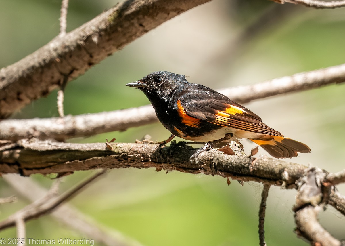 American Redstart - ML639048906