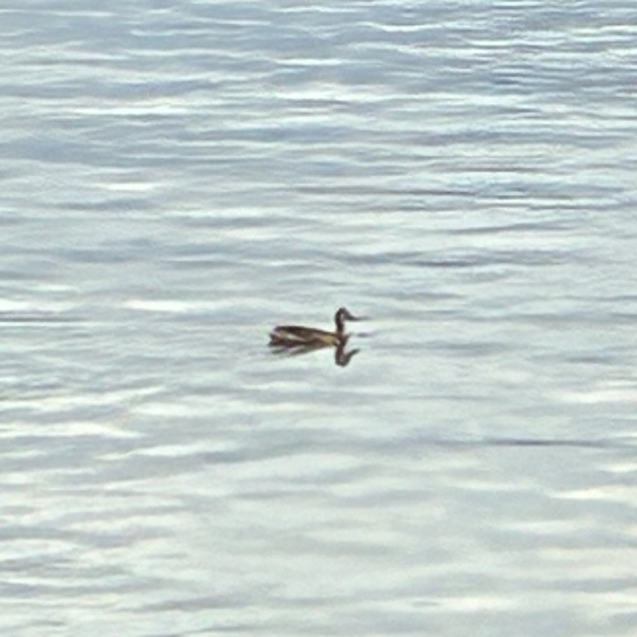 Mallard - ML639048910