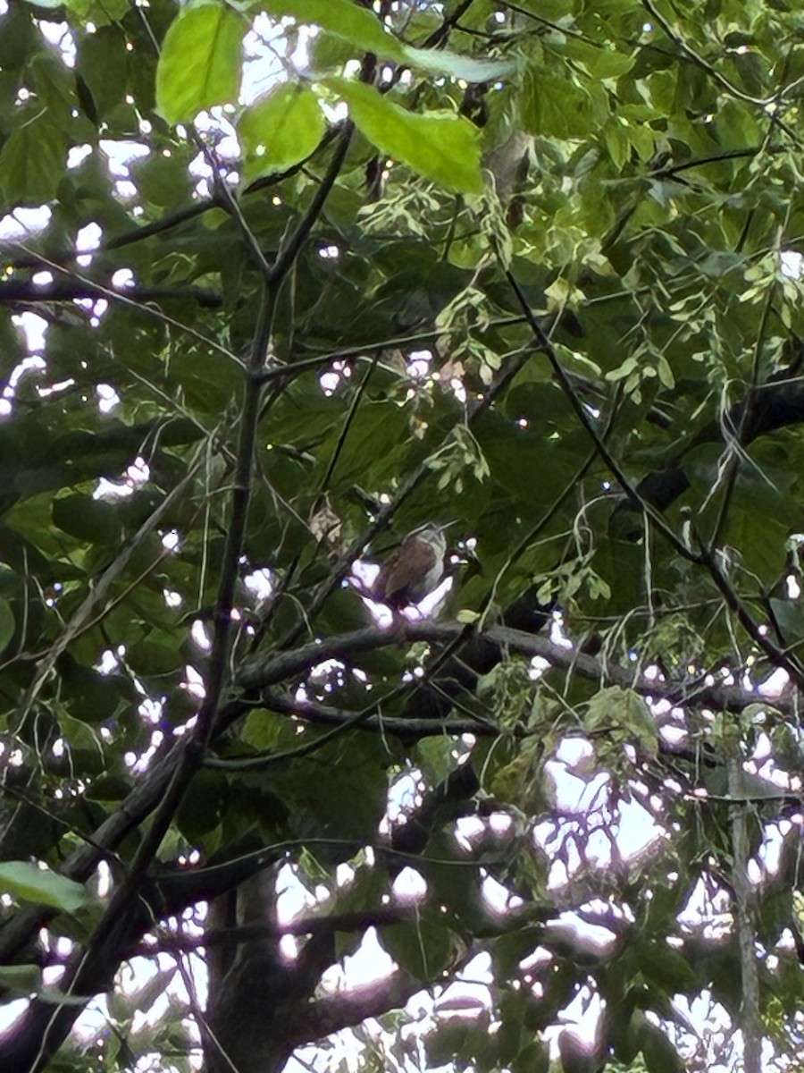 Carolina Wren - ML639048911